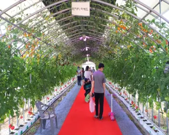 퇴촌 토마토 축제_6