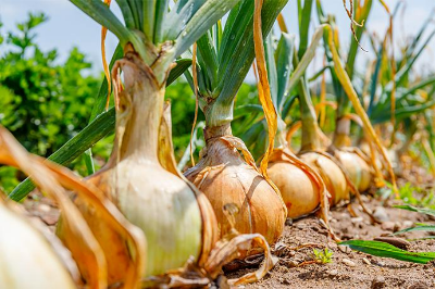 고지혈증에 좋은 음식