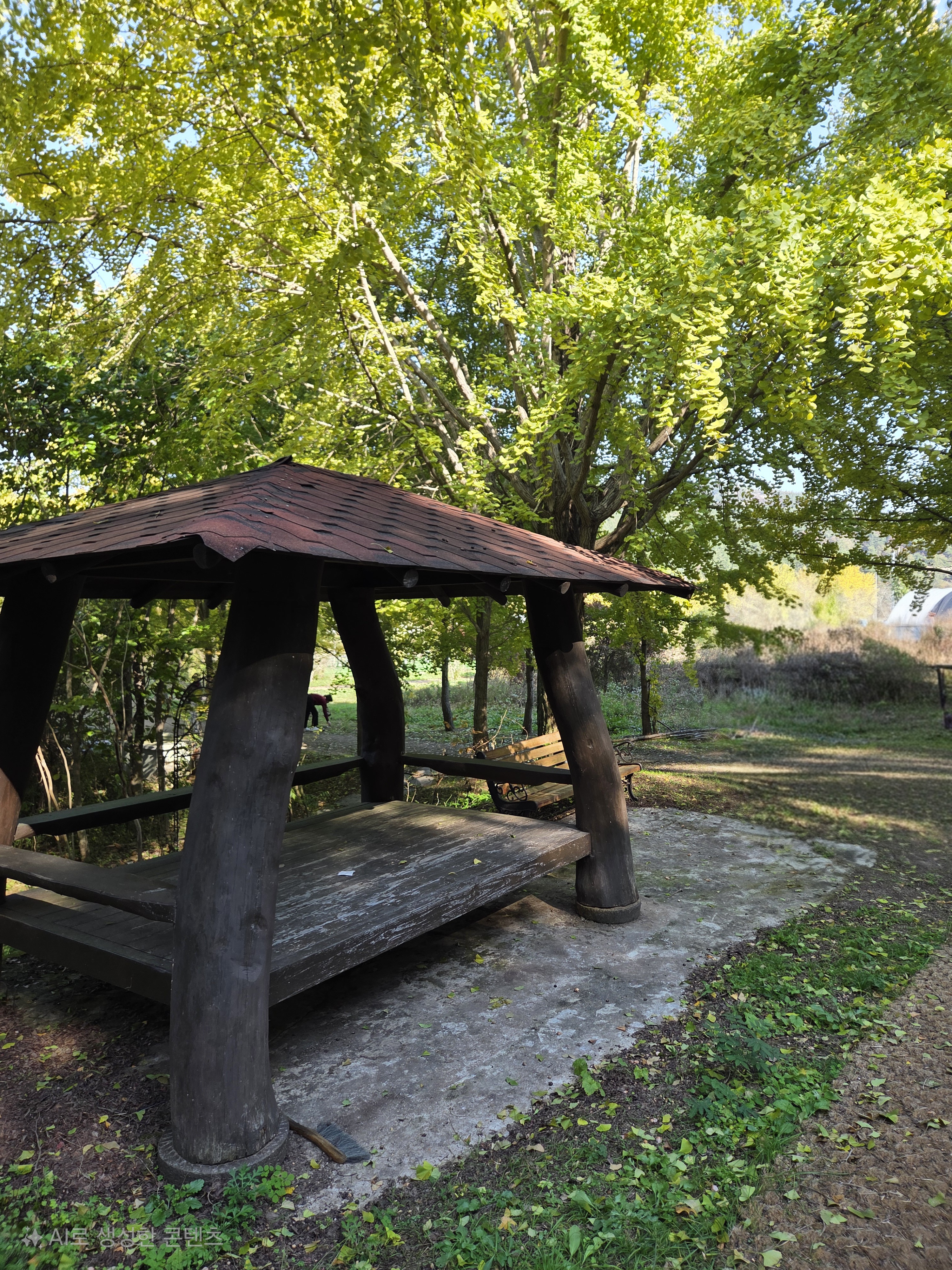 나주 은행나무수목원 단풍