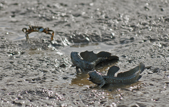 한국갯벌 관련사진