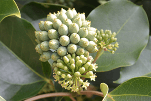 황칠나무 효능05