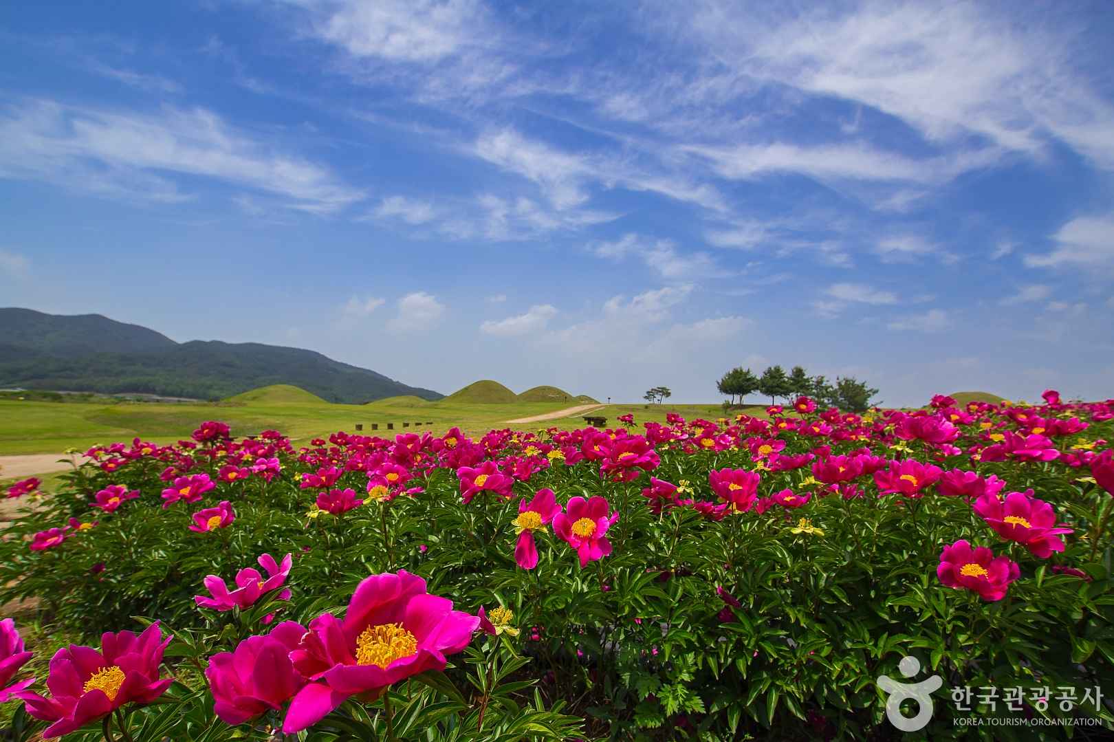 의성 조문국사적지 작약꽃