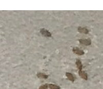 먼지다듬이 벌레