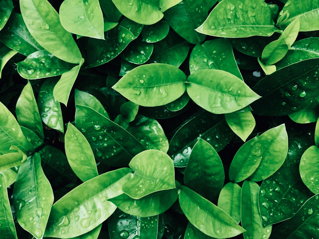 foliage