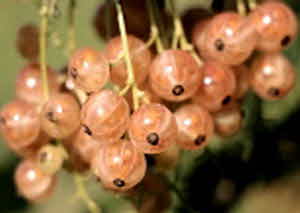 당뇨병 초기증상 수치 원인