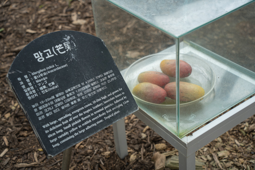 여미지 식물원 열대 과수원