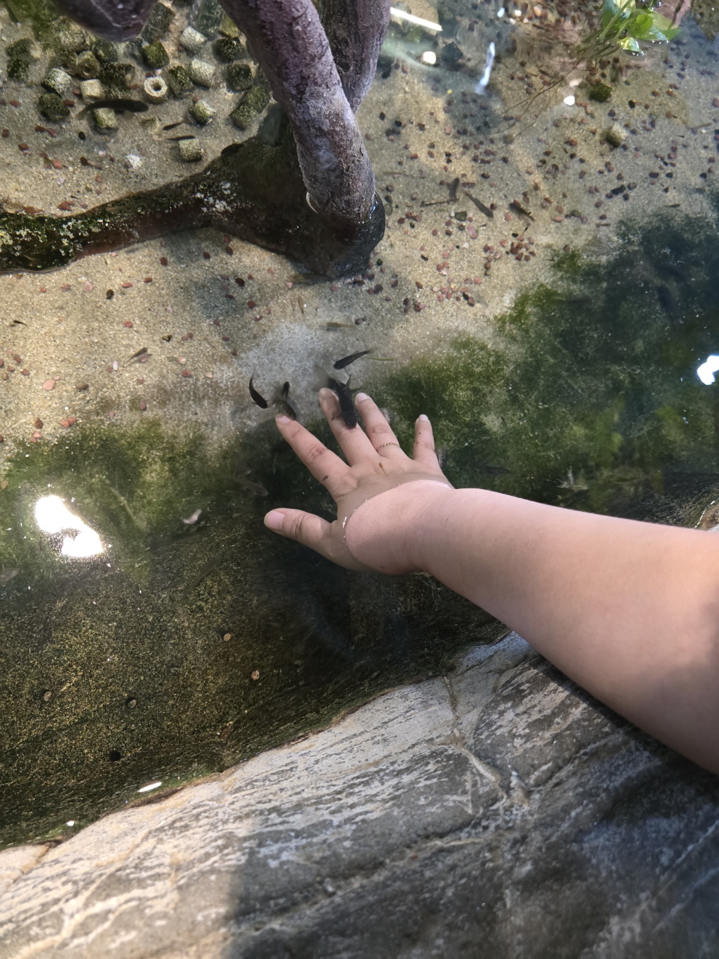 아쿠아플라넷-일산-닥터피시체험