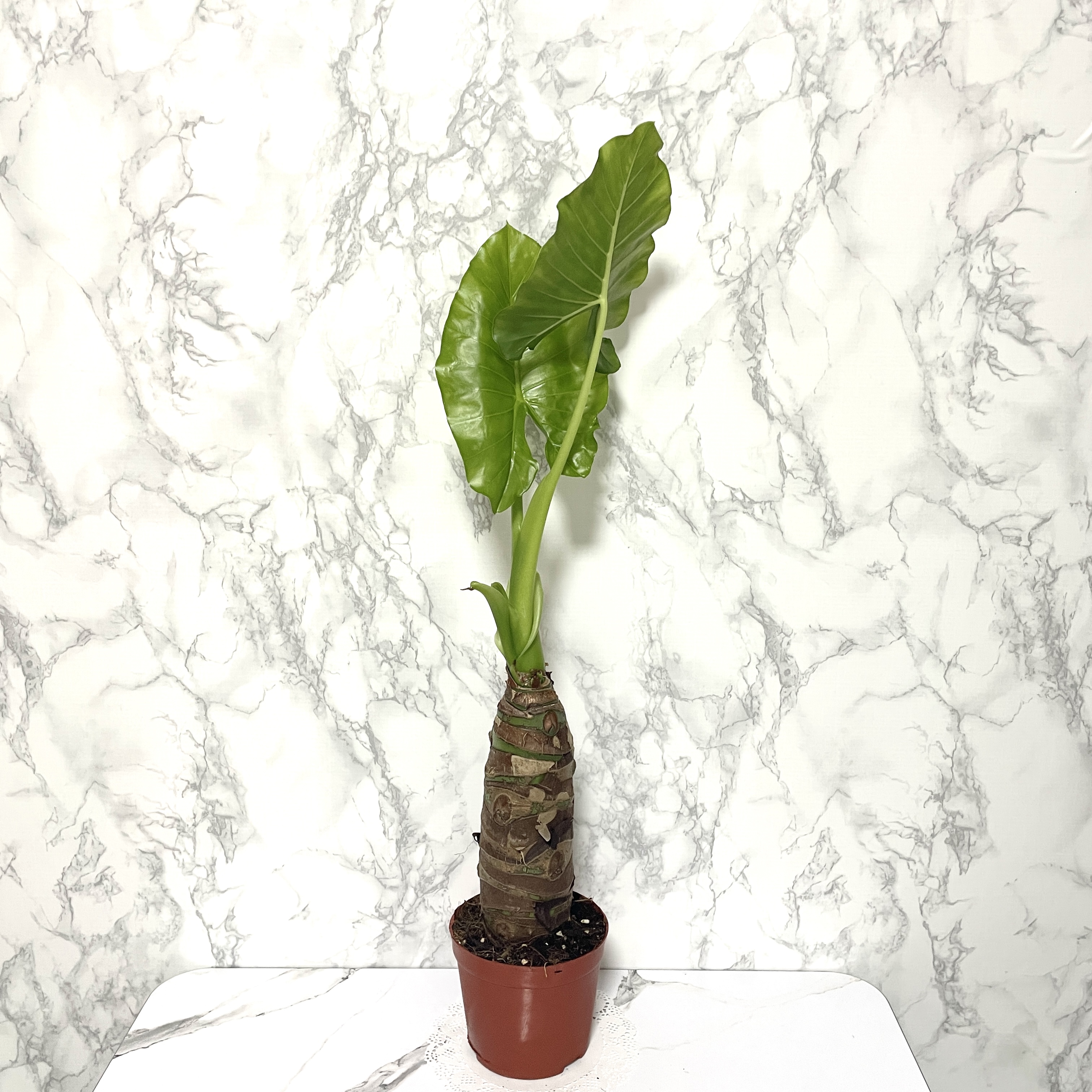 알로카시아 키우기, 종류, 번식, 꽃말