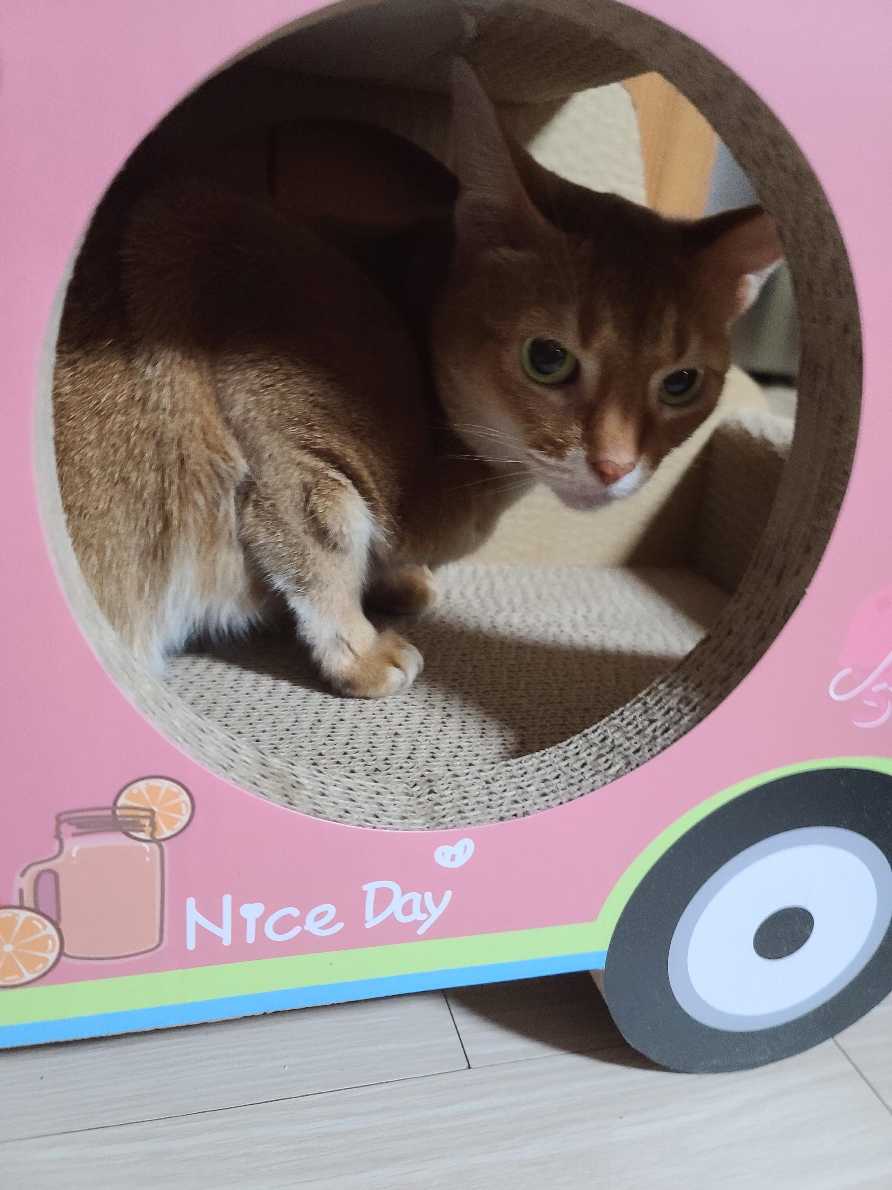 고양이들 스크래쳐를 교체했다.(자동차스크래쳐,침대형스크래쳐)