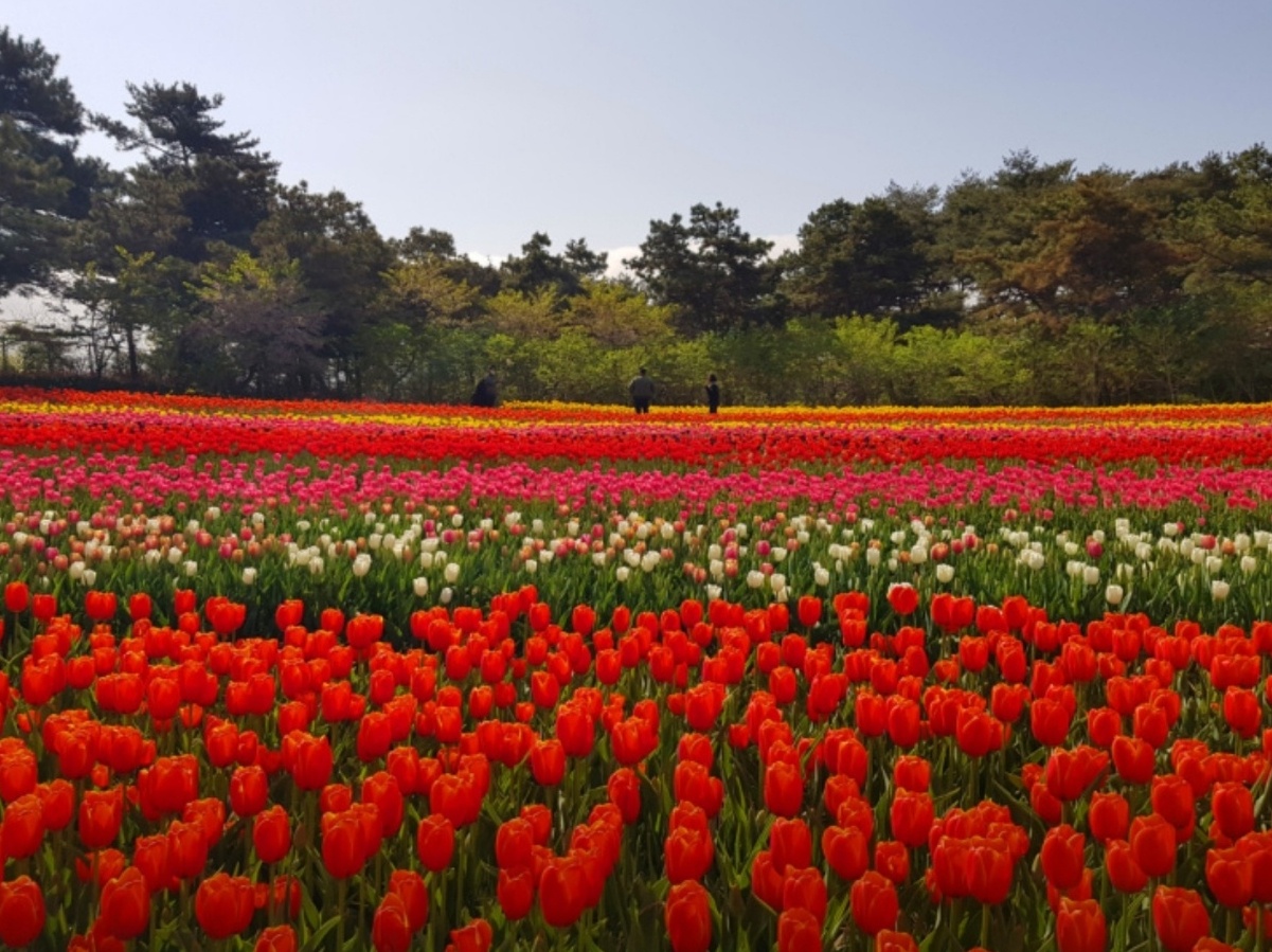 태안 세계 튤립 박람회 튤립 정원 이미지
