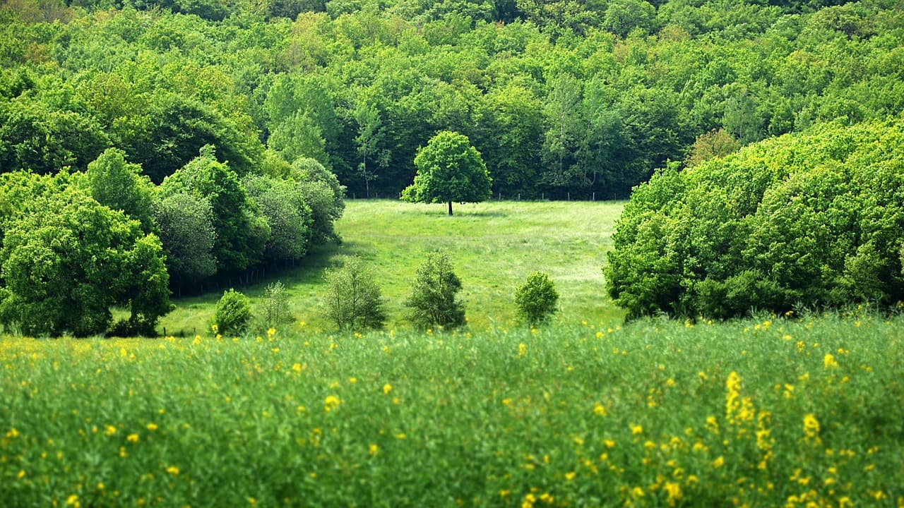 하지 날짜 24절기