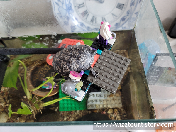 주인을 알아보는 귀여운 거북이 모습