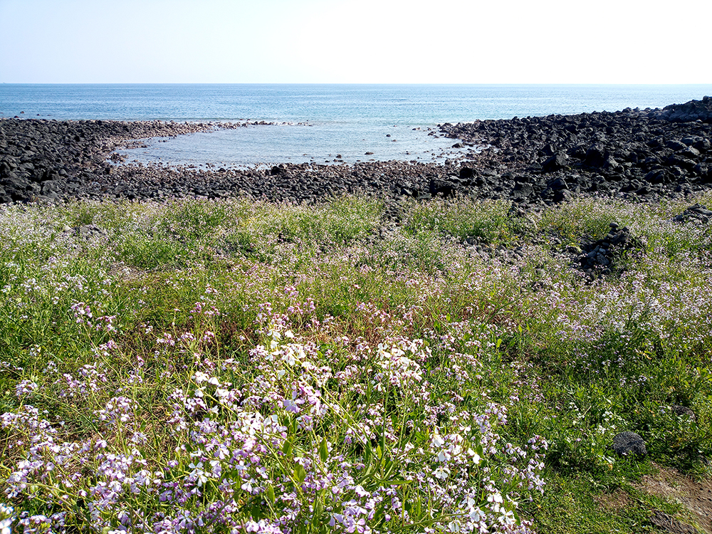 올레4코스: 갯무꽃이 핀 바다길