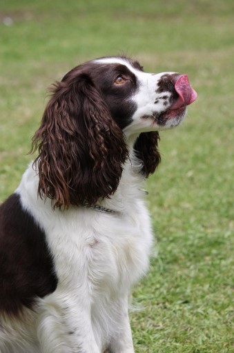 잉글리시 스프링거 스파니엘