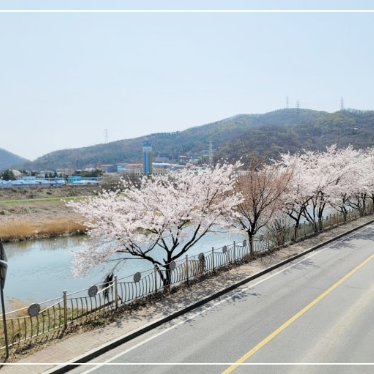 경기도 벚꽃길 드라이브 광주 팔당호