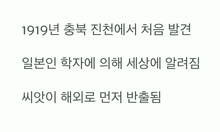 세계가 먼저 알아본 우리 나무