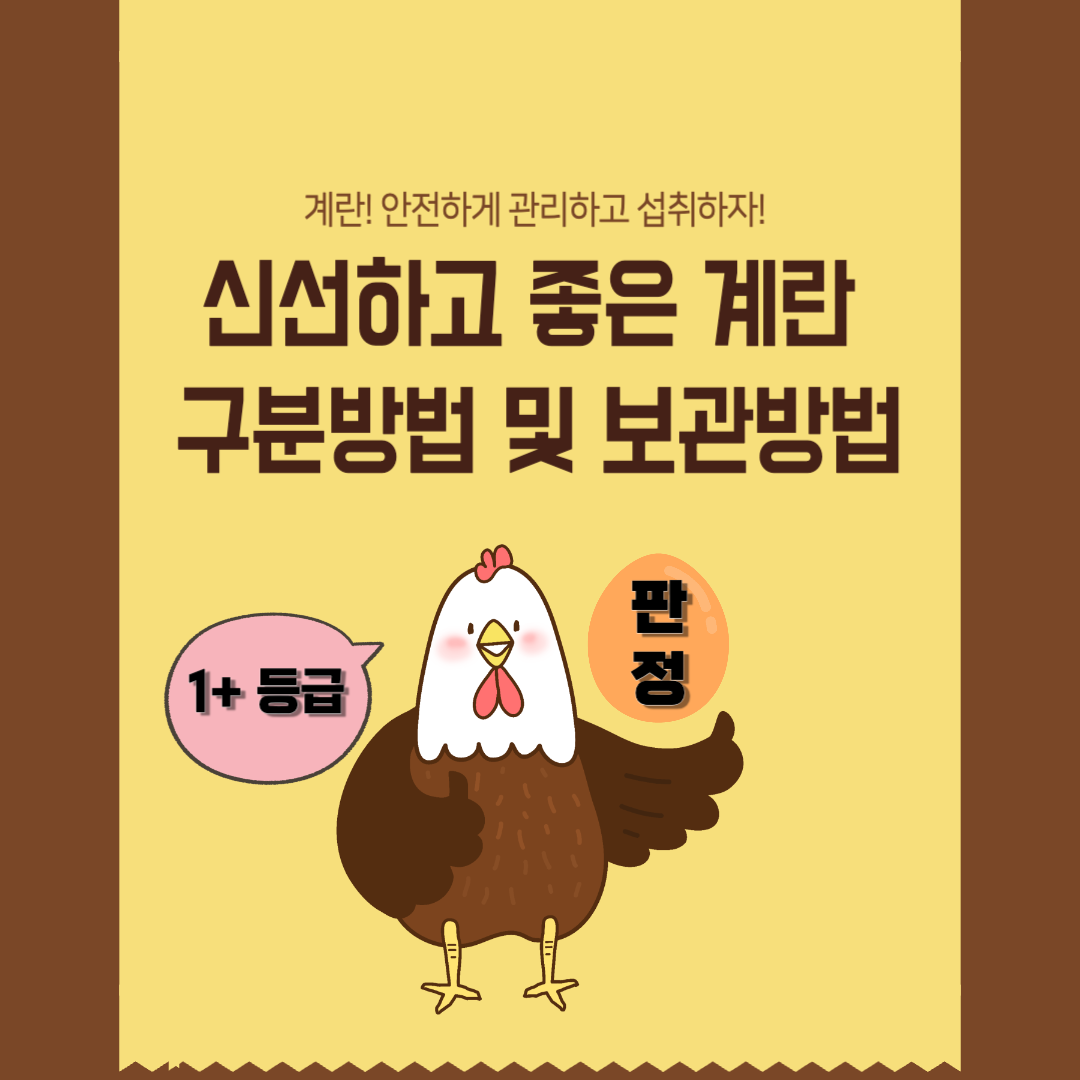 계란! 안전하게 관리하고 섭취하자! 신선하고 좋은 계란 구분방법 및 보관방법