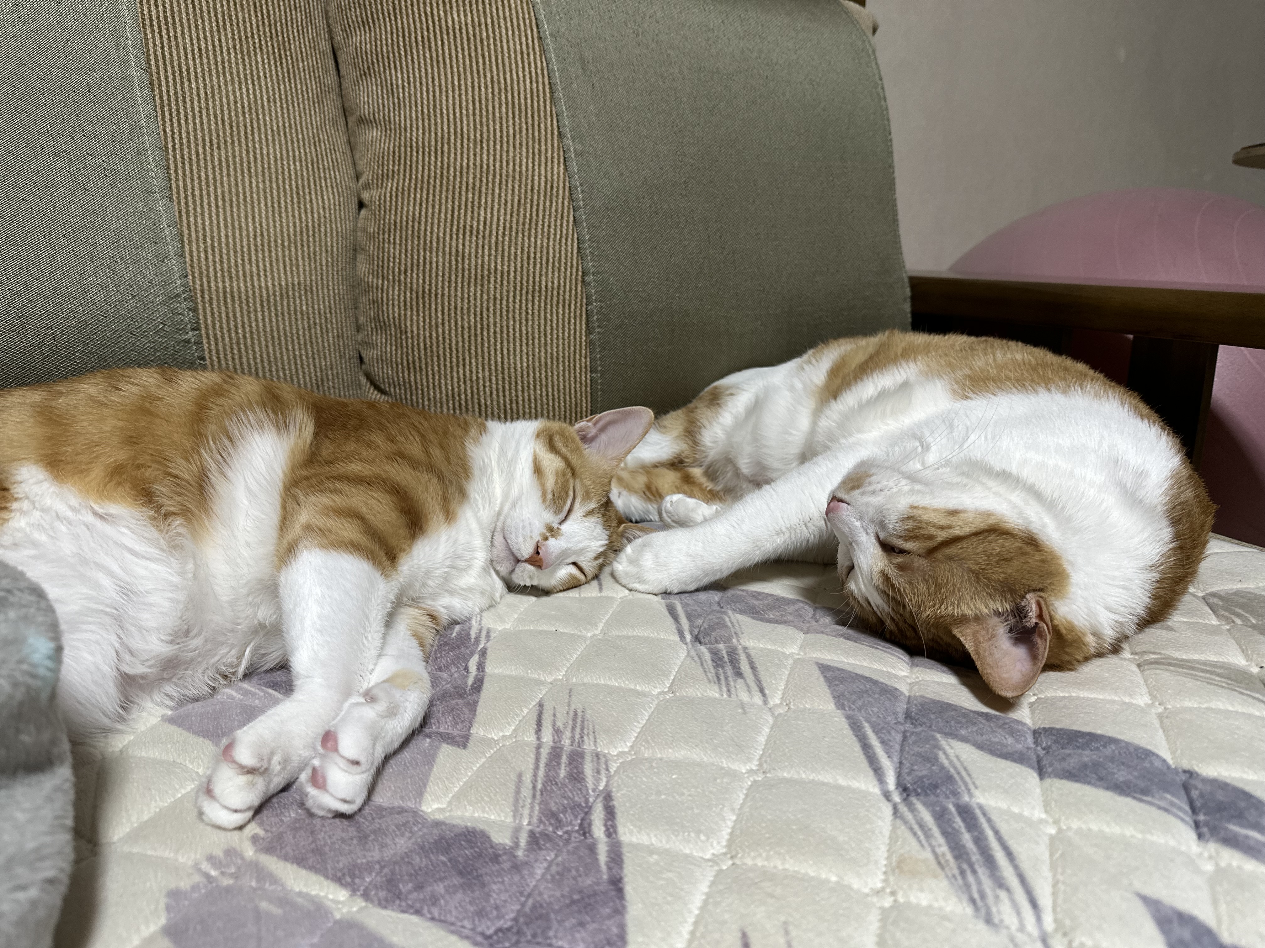 보면 힐링되는 사이좋은 치즈형제들