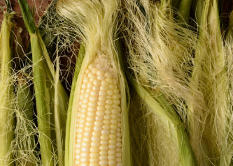 요실금에 좋은 옥수수 수염