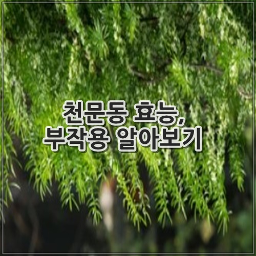 천문동 효능, 부작용 알아보기