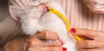 양치하시는 고양이.