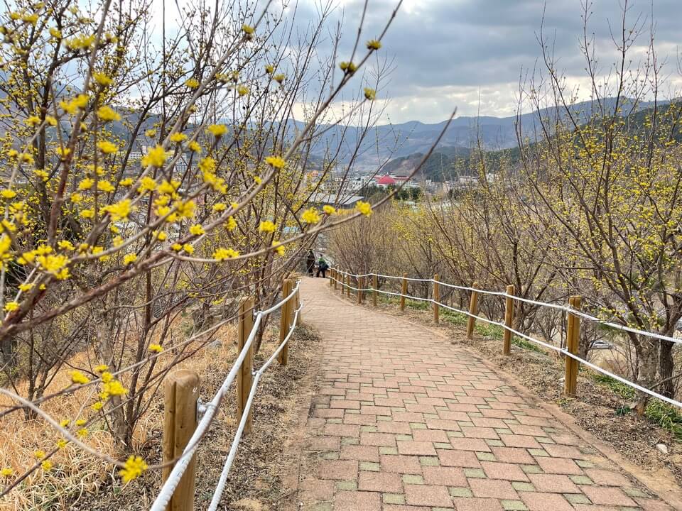 2023 구례 산수유마을