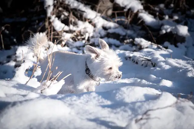 사랑스러운 말티즈! 성격&amp;#44; 관리법&amp;#44; 건강까지 한눈에 보기