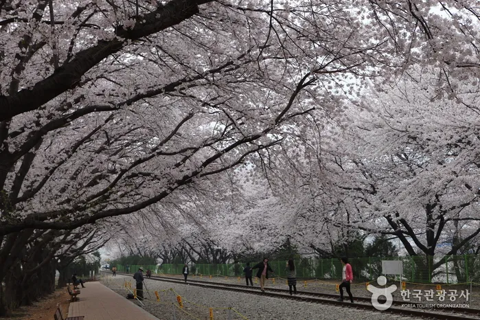 경화역 벚꽃길