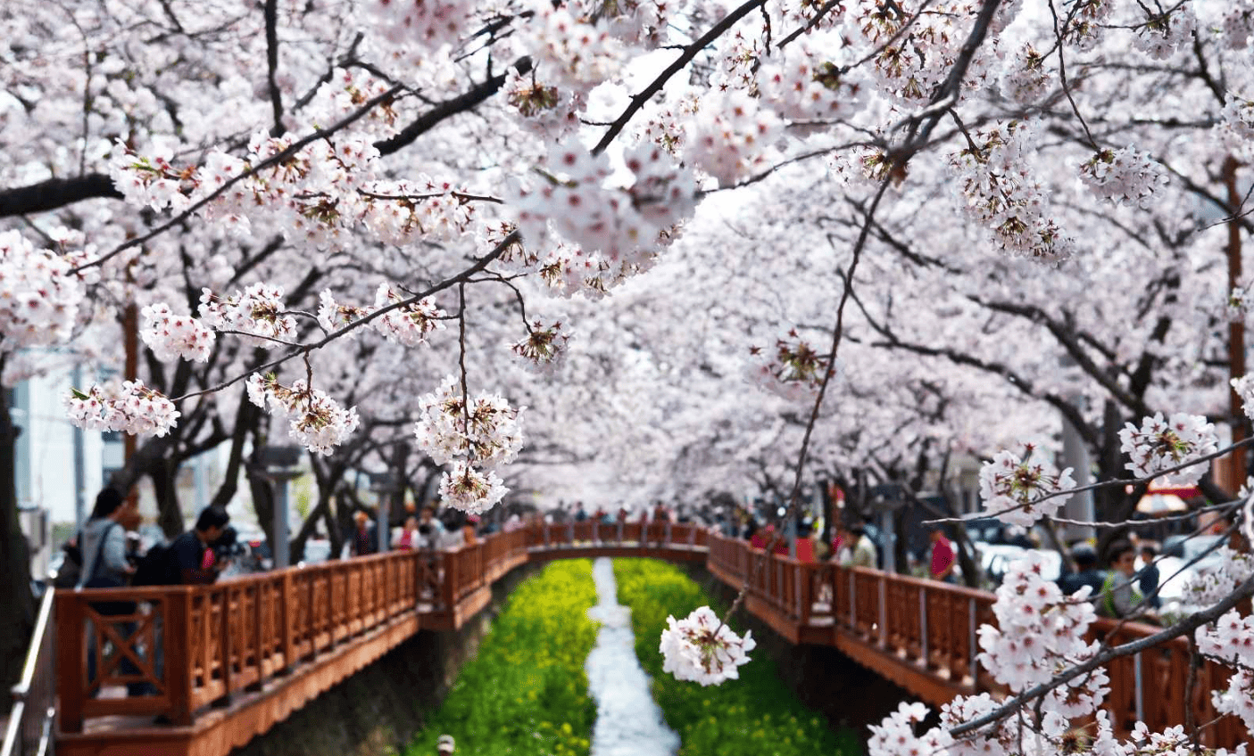 2025년 벚꽃 개화시기