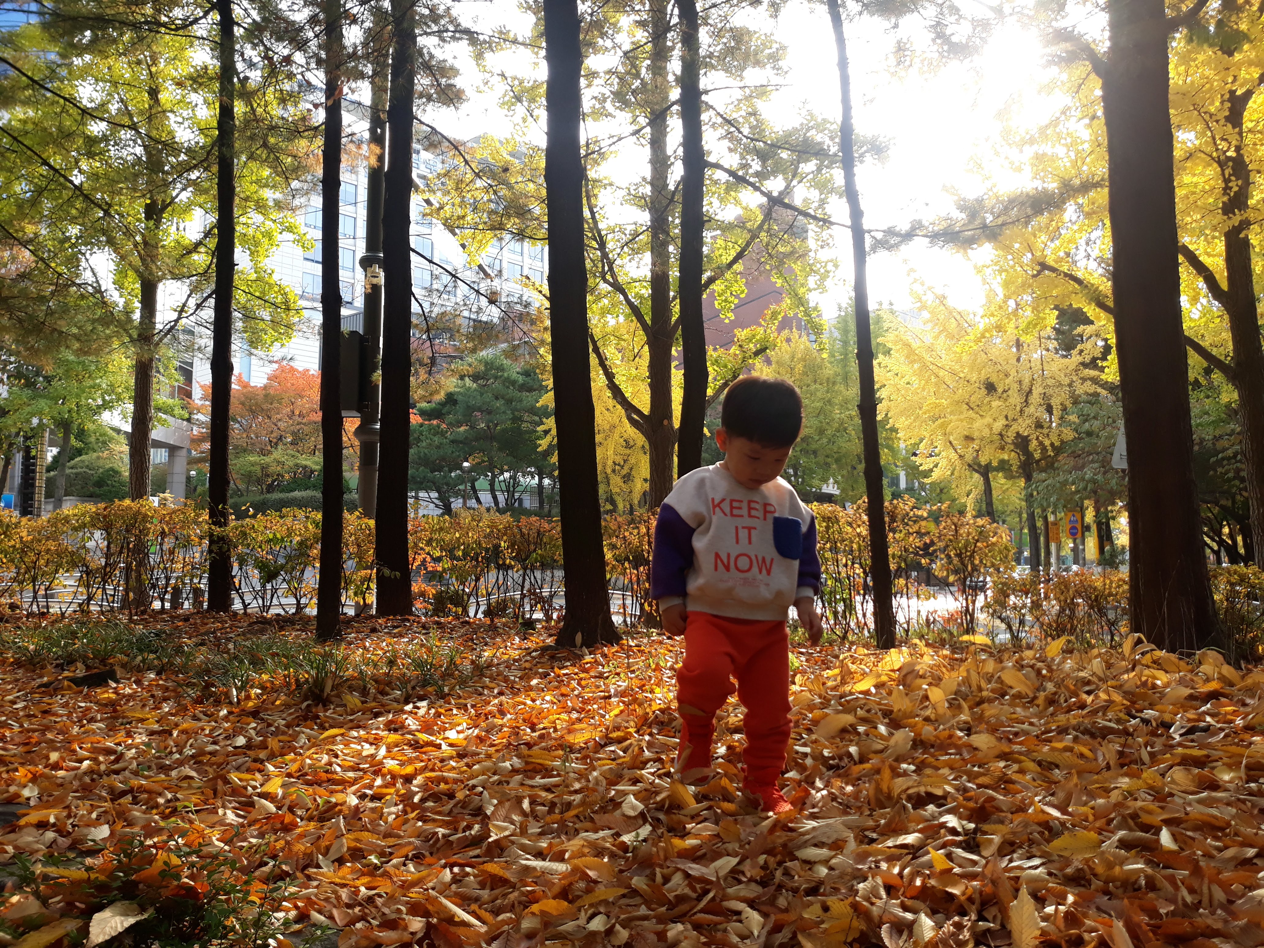 단풍이 떨어진 곳에서 놀고 있는 아이