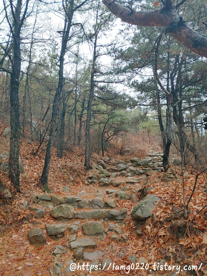 바위사이낙엽