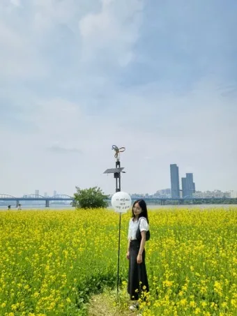 서래섬 유채꽃 축제 2025 서울 봄꽃 명소_18