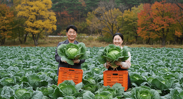 김장배추 심는시기 사진 29