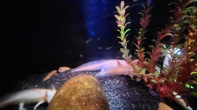 아쿠아 플라넷 제주