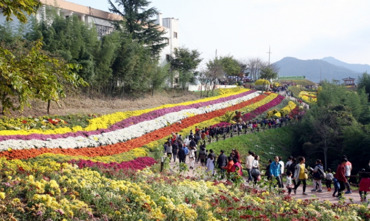 전남화순-국화축제장