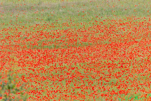 하동 북천 꽃양귀비 축제