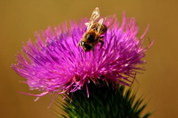 밀크씨슬 이미지