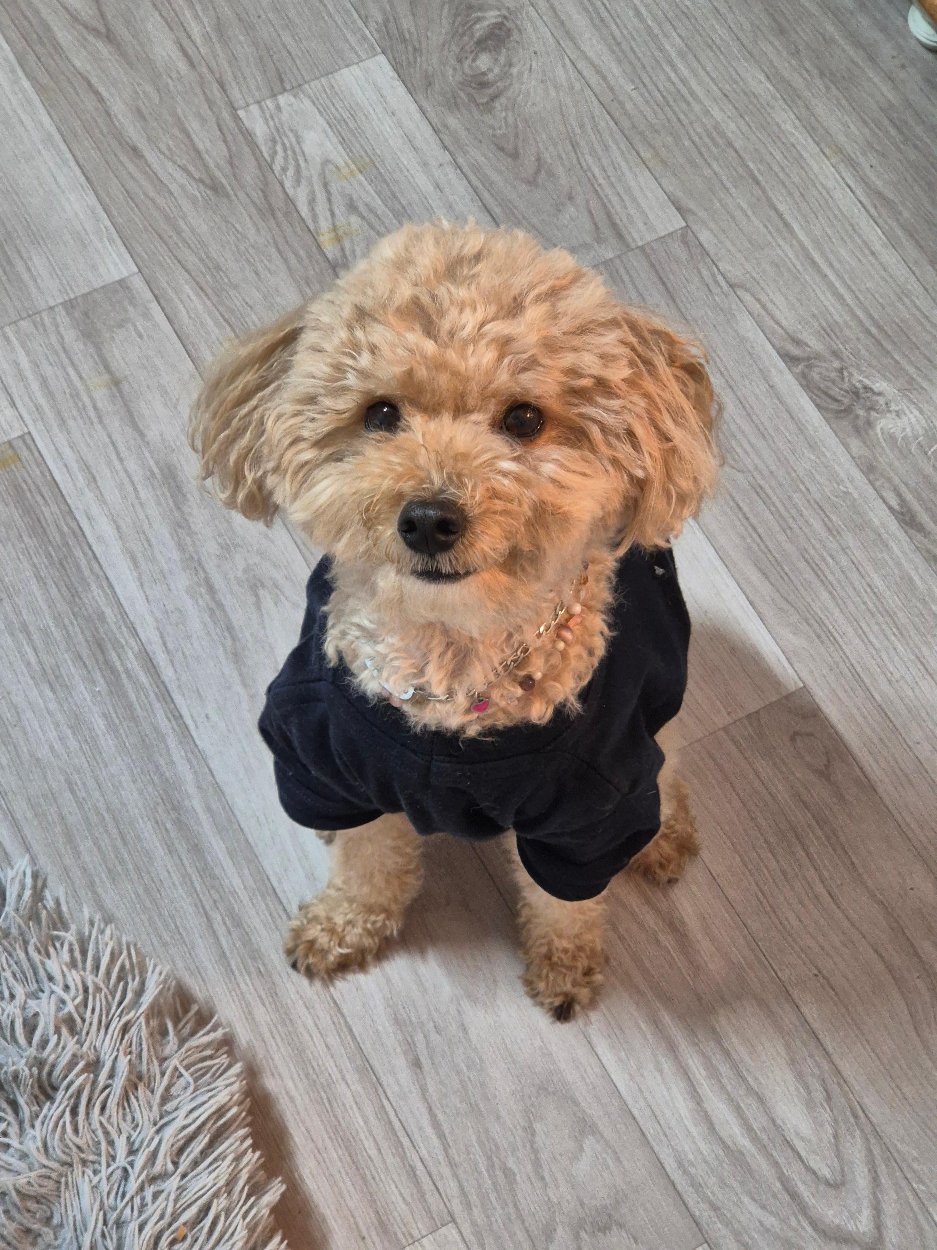 노령견 보호자를 위한 커뮤니티와 정보 공유 플랫폼 추천