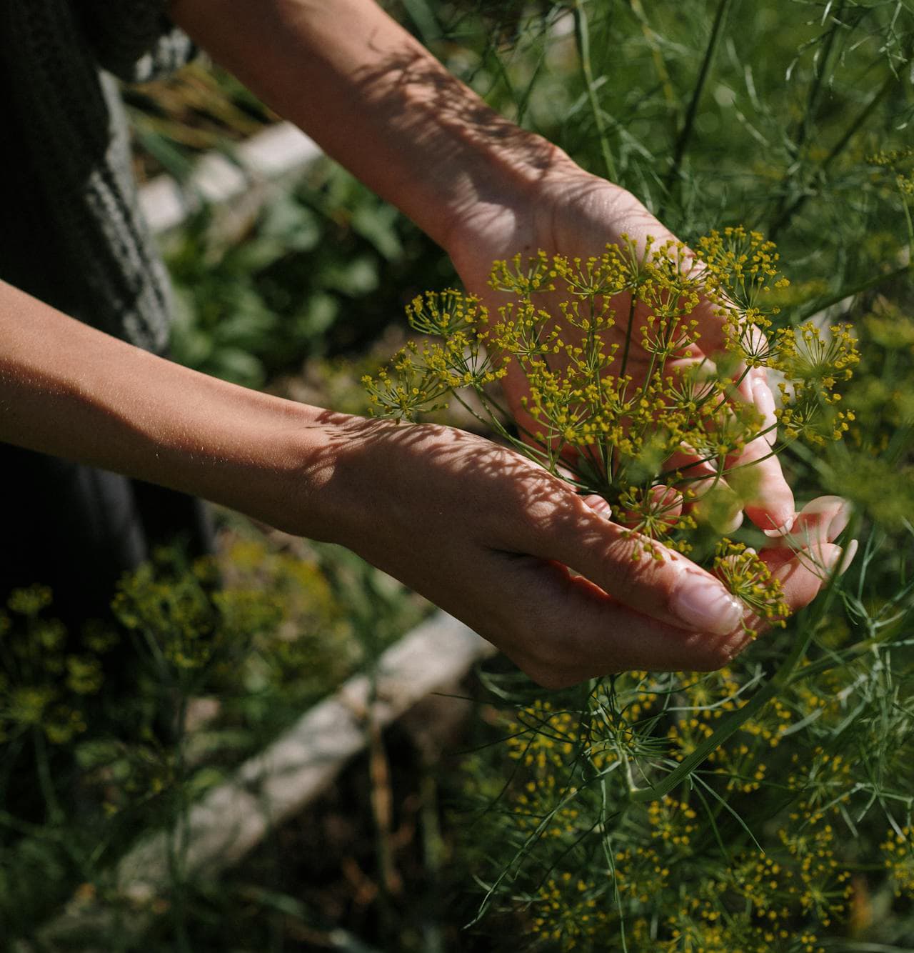 아로마테라피는 왜 효과적일까? 식물학에서 찾은 답