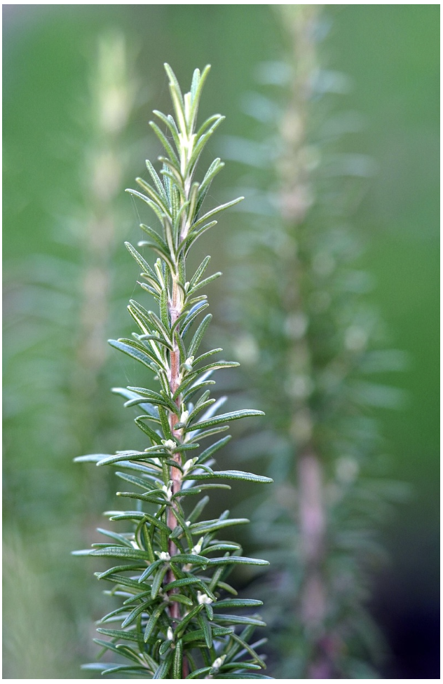 로즈마리 (Rosemary)
