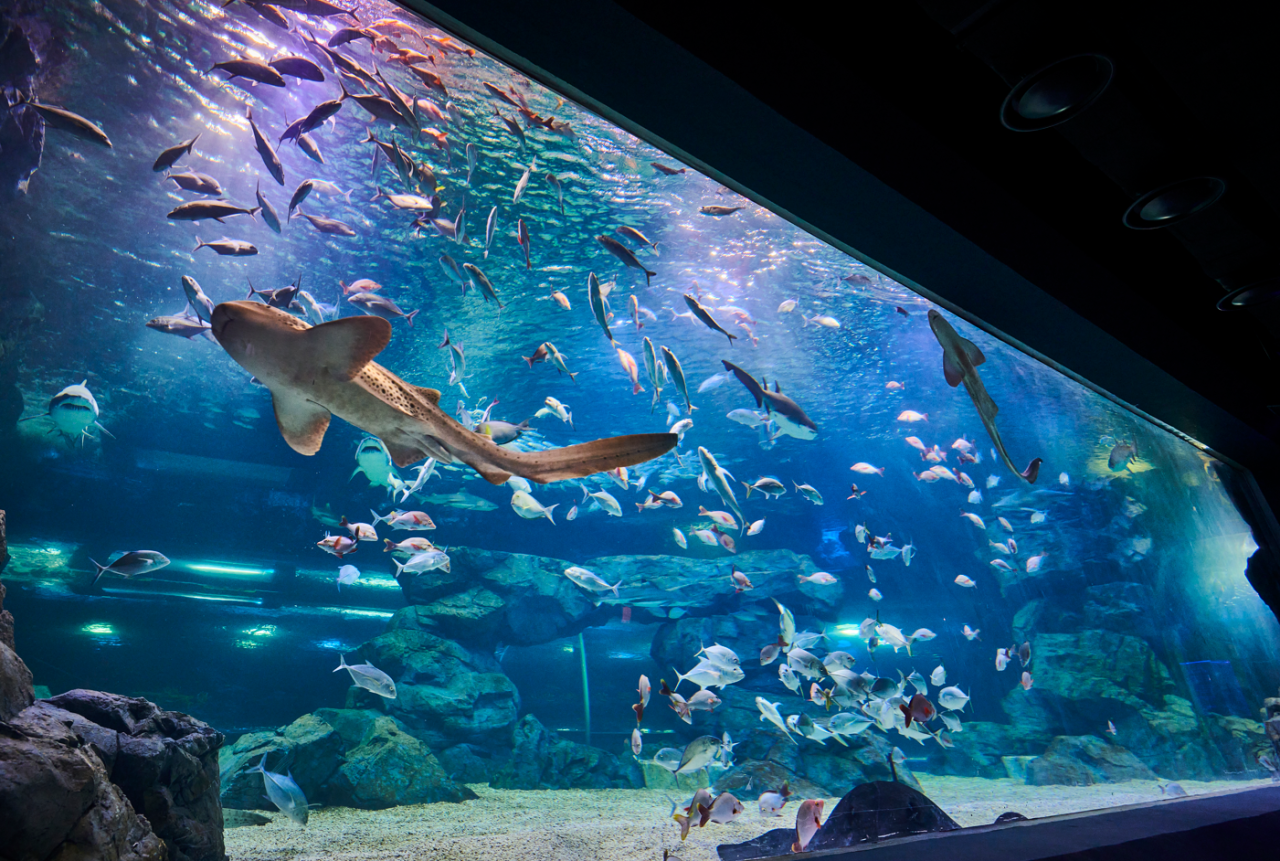 광교 아쿠아플라넷 경기 남부권 최대 규모의 해양 테마파크