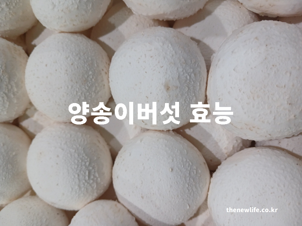 양송이버섯 효능을 설명하는 대표 실물 사진