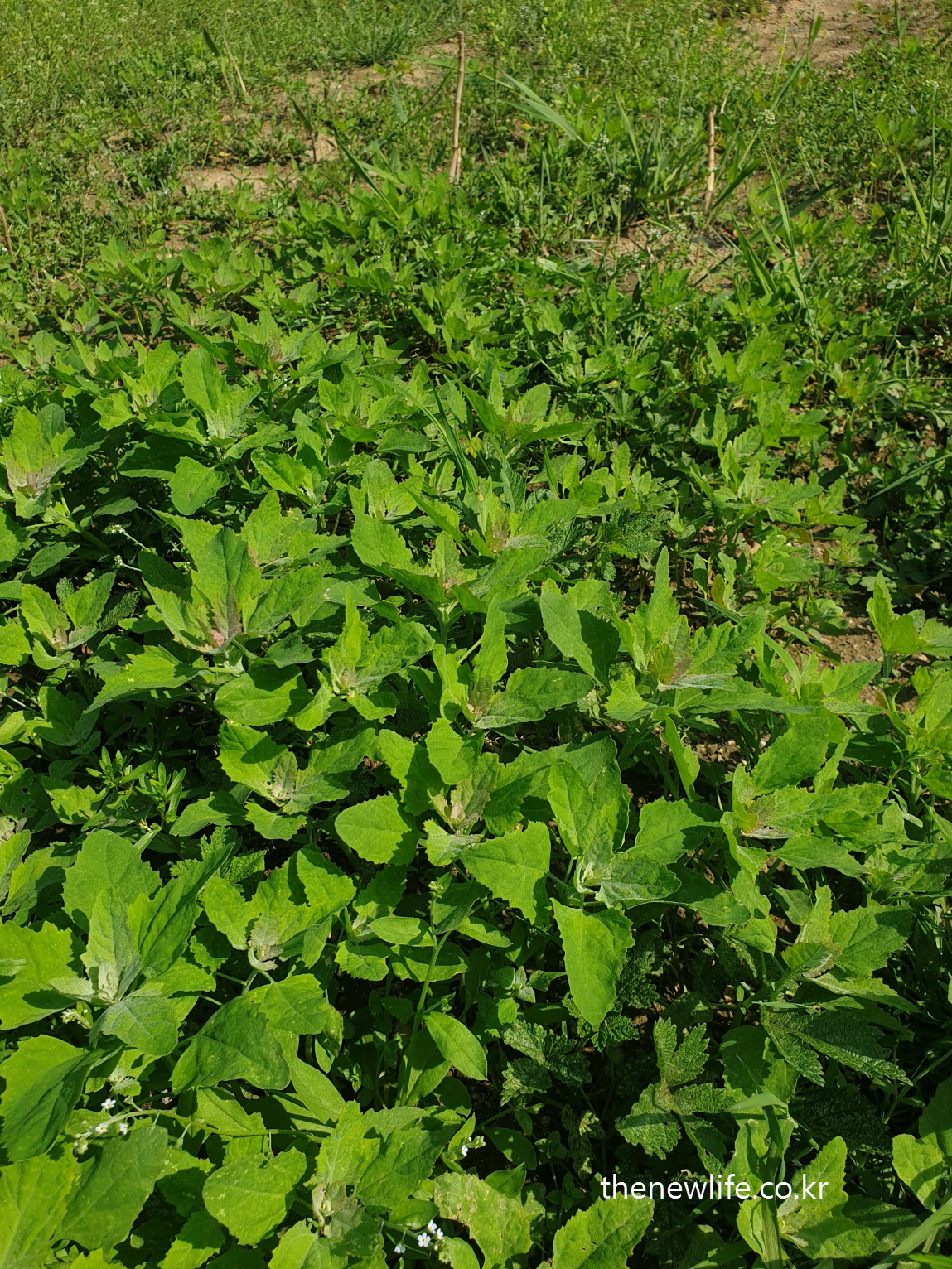 Young Chenopodium album (Lamb’s quarters) growing in an open sunny field-햇살 좋은 들판에서 자라고 있는 어린 명아주 나물