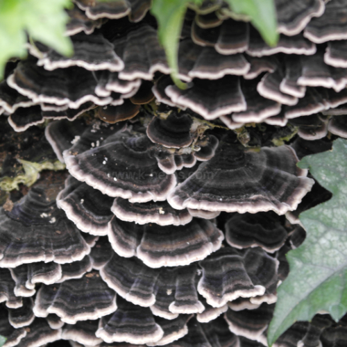 운지버섯 (구름버섯) Turkey Tail