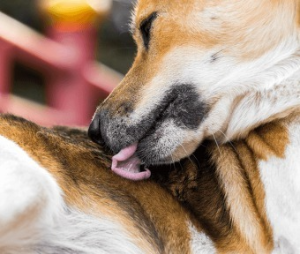 강아지가 자기몸을 핥는모습