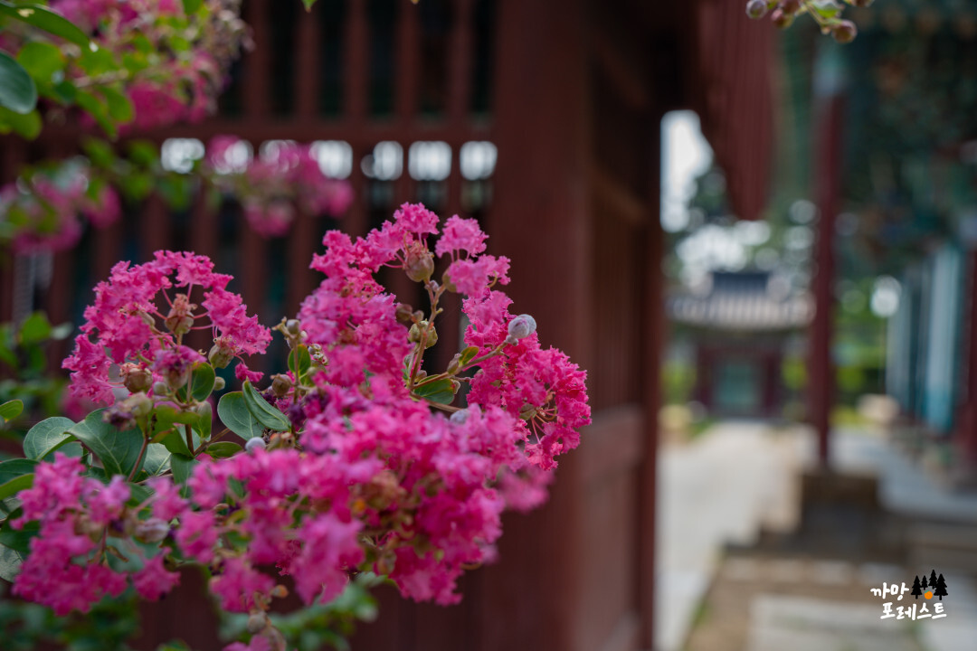 용주사 배롱나무