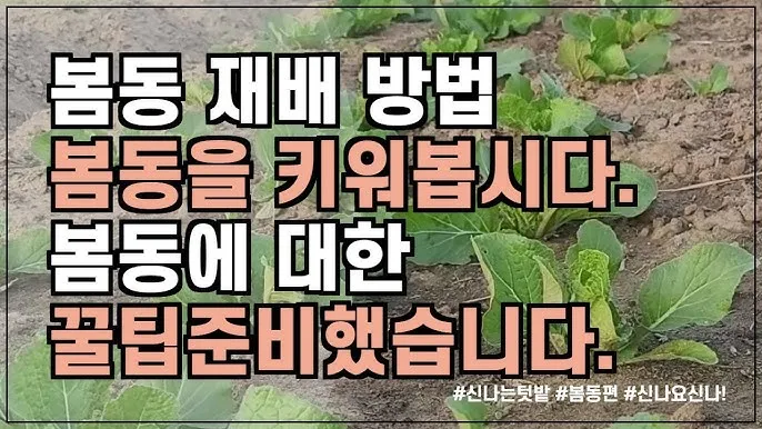 봄동 재배 파종시기 노지 월동 보온 피복 웃거름 타이밍_5