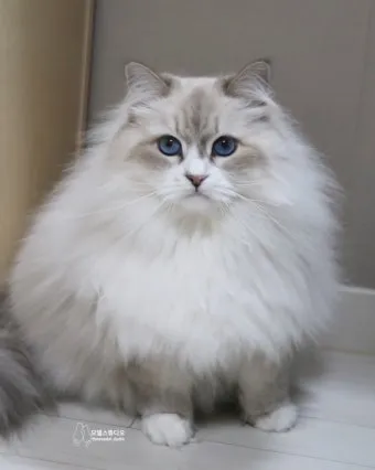 고양이 수명 평균 품종별 집고양이_11