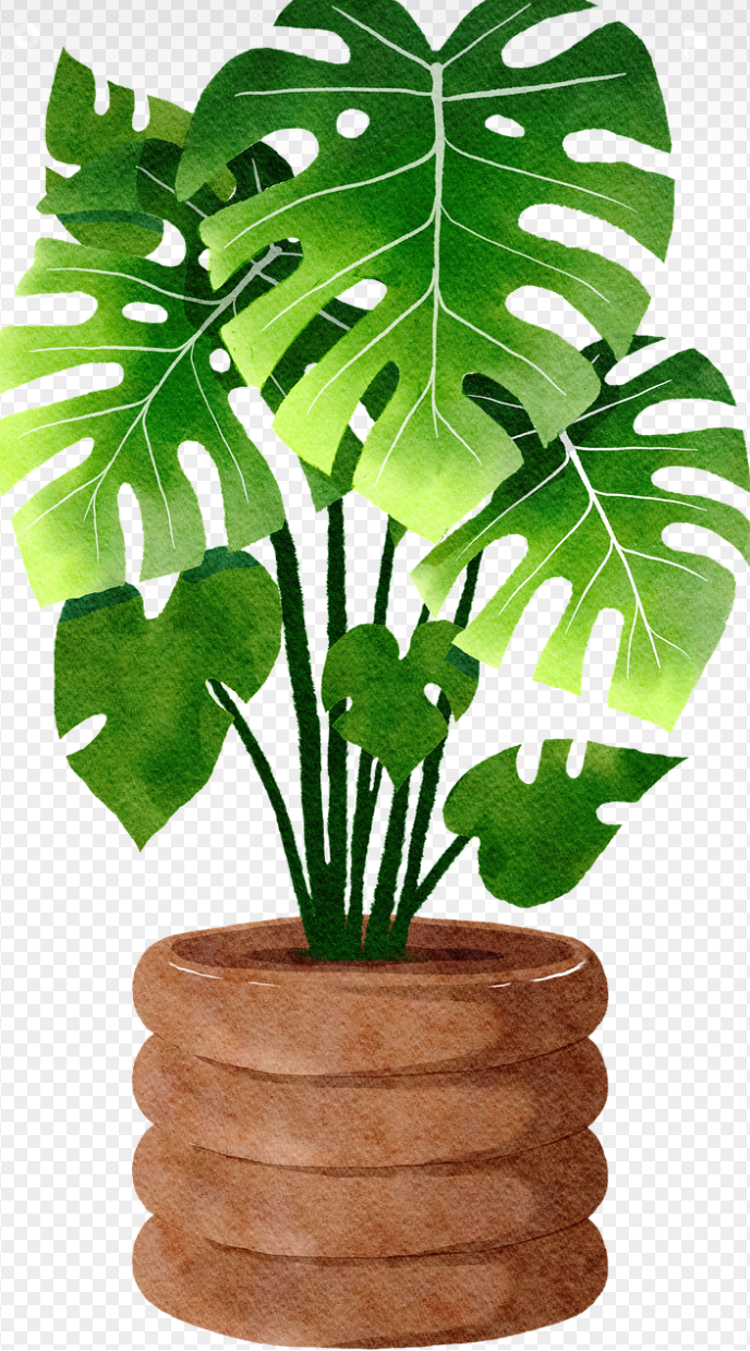 몬스테라 A to Z: 종류, 관리, 그리고 건강한 공간을 위한 모든 것