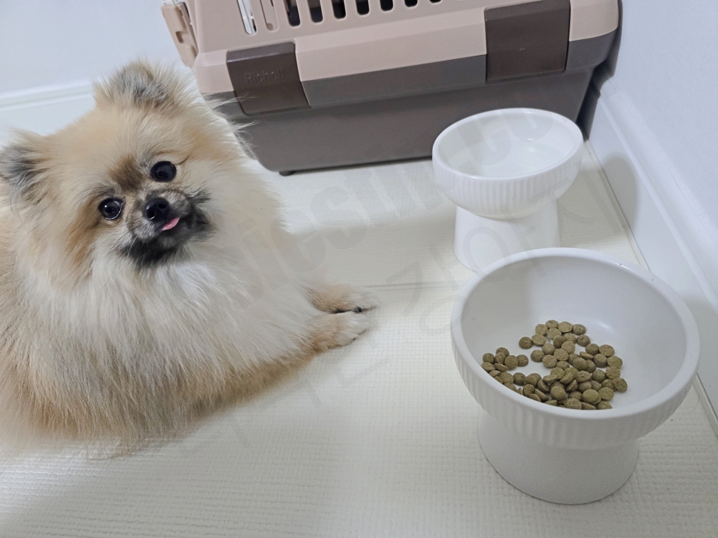 사료를 먹기 전 강아지